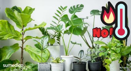 6 plantas que ABSORBEN el calor y refrescan tu hogar