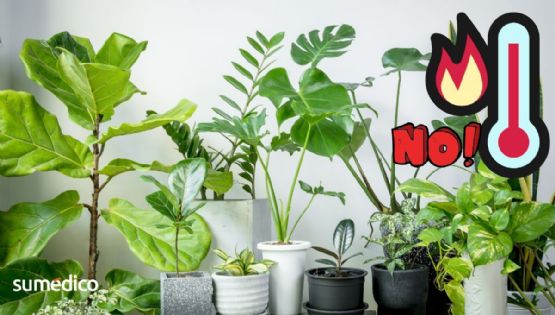 6 plantas que ABSORBEN el calor y refrescan tu hogar