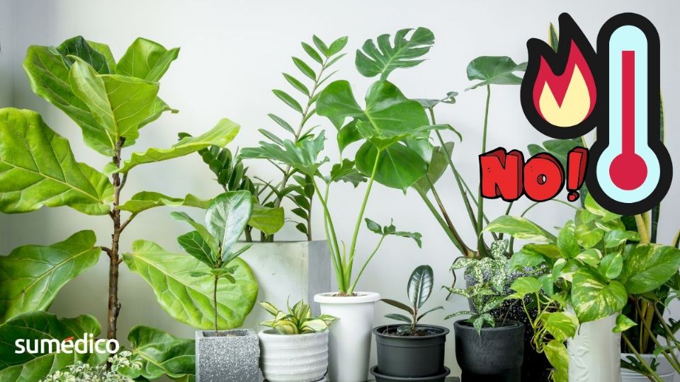 Refresca tu hogar de manera natural con estas plantas hermosas.