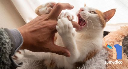 ¿Qué hacer si te muerde un gato?