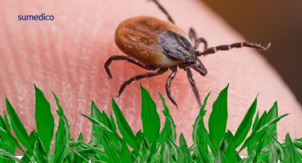 Plantas que NO debes tener en casa porque atraen garrapatas