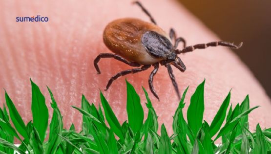 Plantas que NO debes tener en casa porque atraen garrapatas
