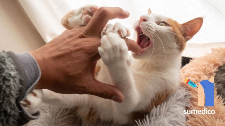 ¿Qué hacer si te muerde un gato?