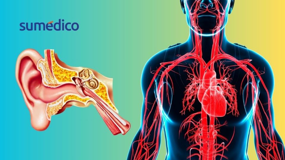 El oído conecta con el sistema cardiovascular