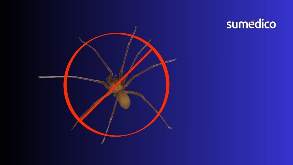 La araña violinista es un animal peligroso por su potente veneno