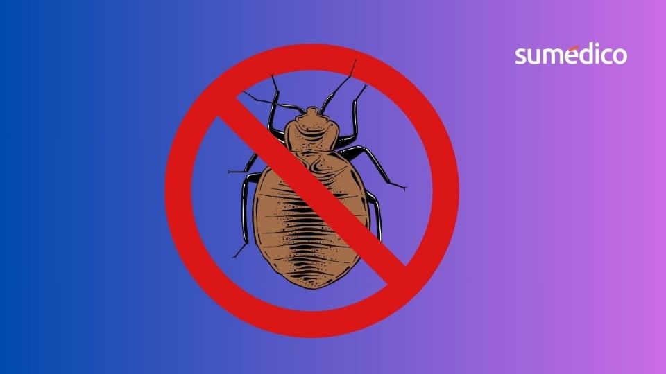 Las chinches son uno de los insectos más complicados de erradicar