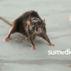 Las señales que indican que hay ratas en tu hogar