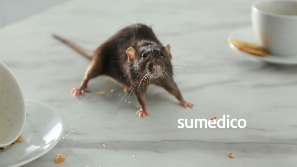 Conoce las señales que pueden indicar que hay ratas en tu hogar