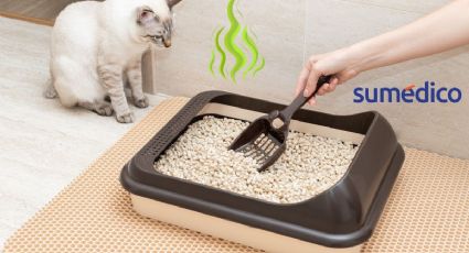 ¿Tienes gatos en casa? Así puedes neutralizar el olor de su arenero