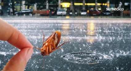 ¿Dónde se esconden las cucarachas en época de lluvias?