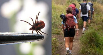 El error común que puede atraer garrapatas cuando sales al campo