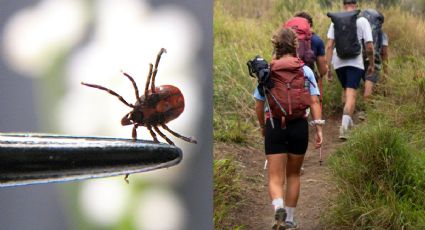 El error común que puede atraer garrapatas cuando sales al campo