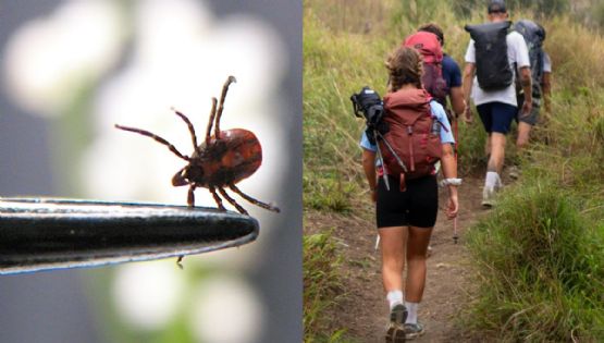 El error común que puede atraer garrapatas cuando sales al campo
