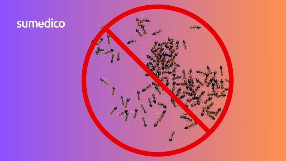 Las hormigas son de los insectos más comunes