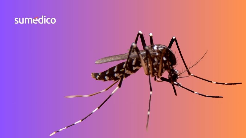 Los mosquitos propagan enfermedades y son de los animales más letales para el hombre