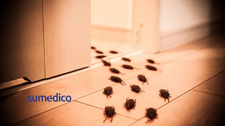 5 malos hábitos que atraen cucarachas a tu hogar