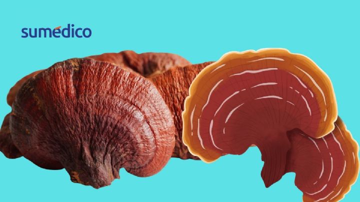 'El Hongo de la Inmortalidad’: mejora el sistema inmune y reduce la inflamación