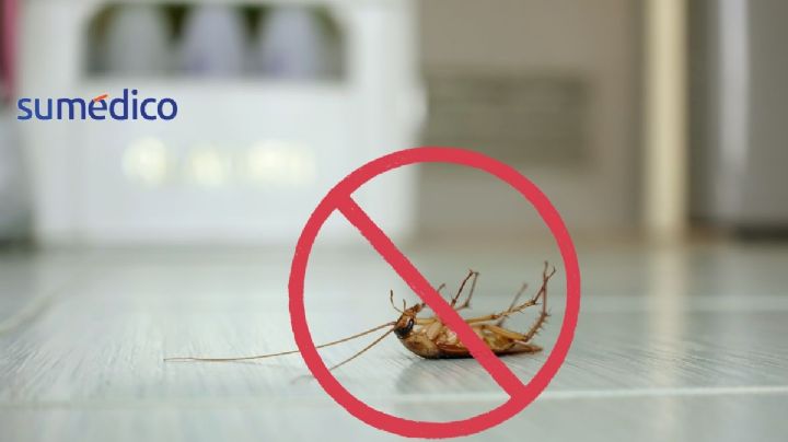 Trucos efectivos para que las cucarachas no se aparezcan por tu casa