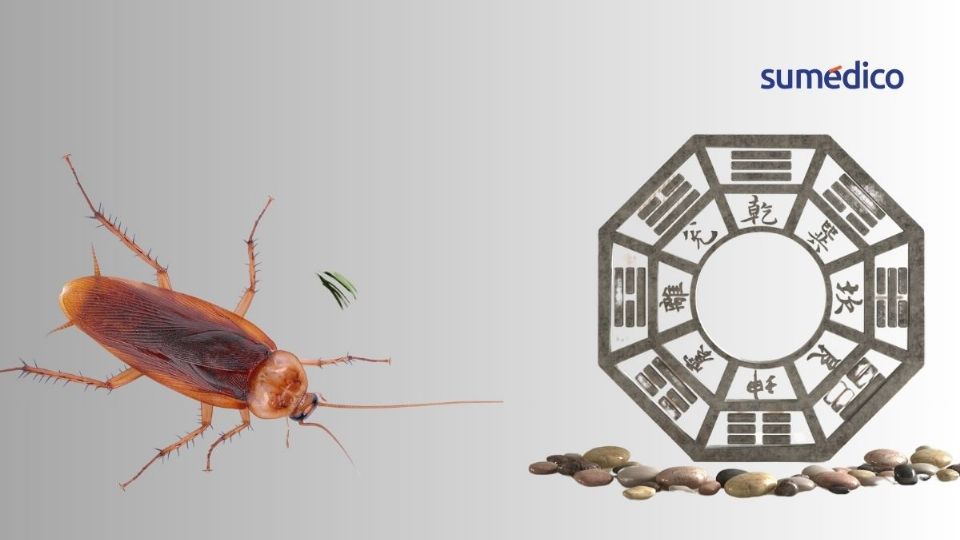 Las cucarachas soportan más radiación que los humanos