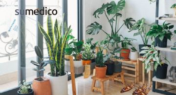 5 plantas que debes de tener en casa porque ahuyentan las cucarachas