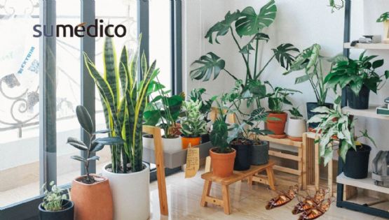5 plantas que debes de tener en casa porque ahuyentan las cucarachas