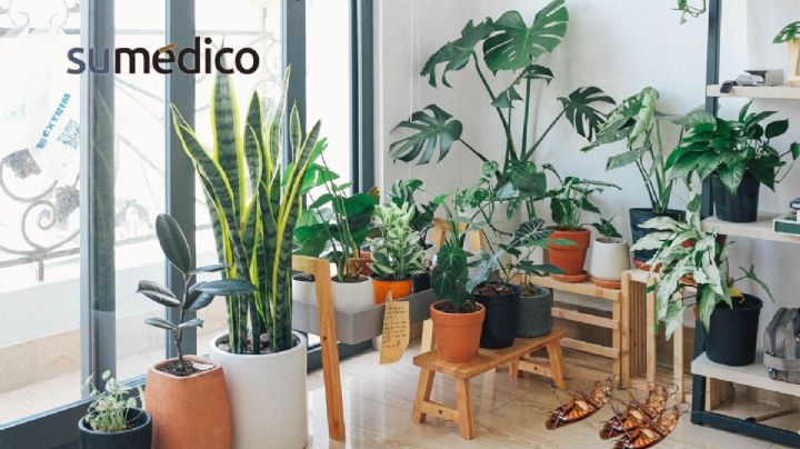 5 plantas que debes de tener en casa porque ahuyentan las cucarachas