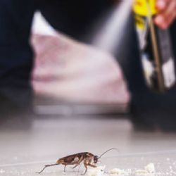 7 trucos para ahuyentar las cucarachas de tu casa