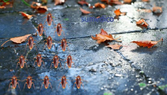 ¿Por qué en temporada de lluvias salen más cucarachas y cómo alejarlas de tu hogar?