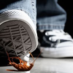 ¿Por qué NO debes pisar las cucarachas?