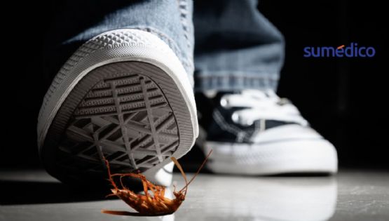 ¿Por qué NO debes pisar las cucarachas?