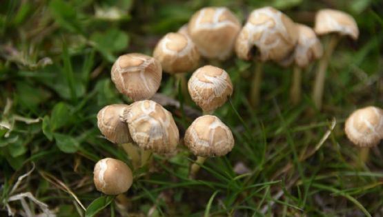 Hongos silvestres: El peligro mortal de una confusión en la cocina