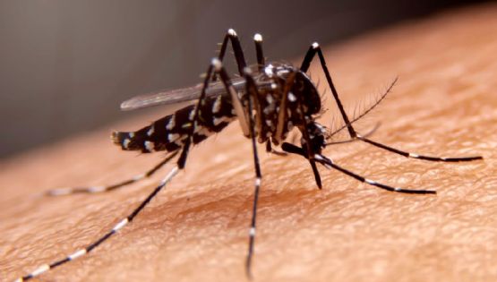 Leishmaniasis en México: Qué es, cómo se contagia y cuáles son sus síntomas