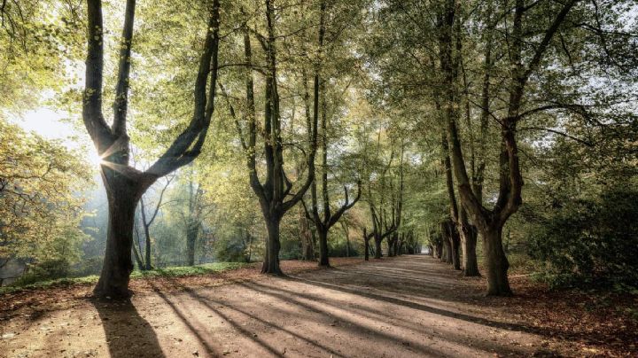 A veces corremos, otras caminamos: sobre los ritmos y la salud