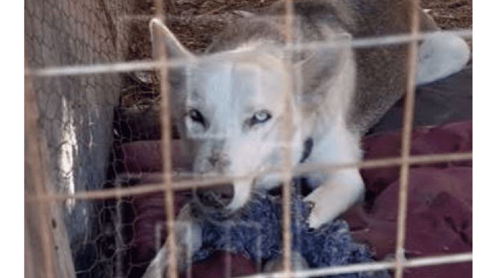 Brote de rabia en México causado por un zorro gris que mordió a Husky