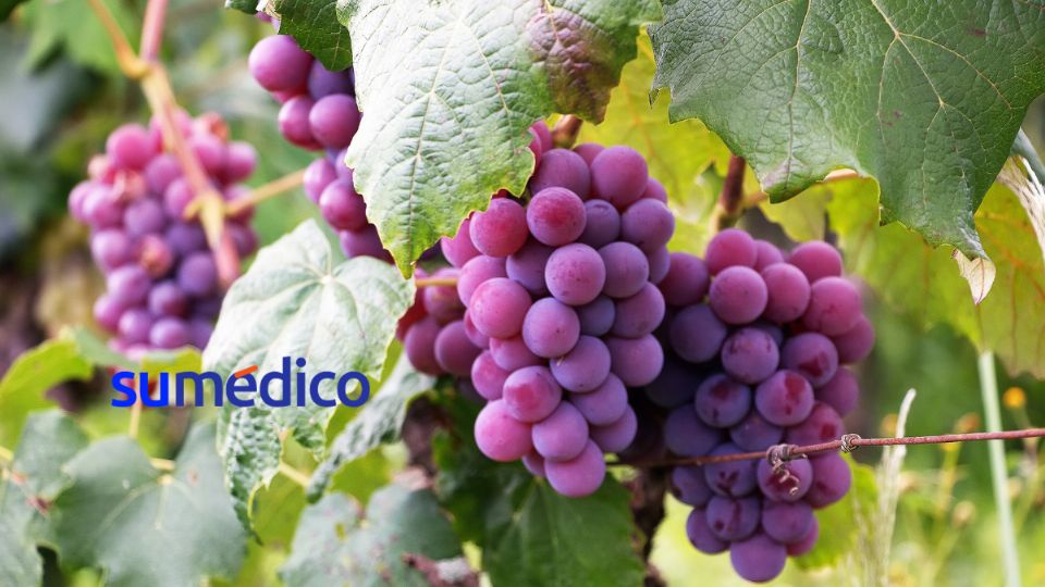 Las uvas son excelentes antioxidantes