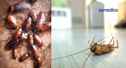 ¿Dónde se esconden las cucarachas cuando hace frío y cómo eliminarlas?