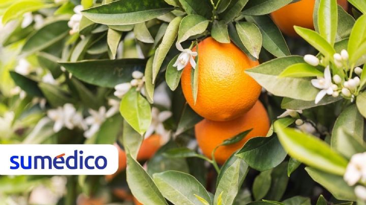 ¿Cómo usar la flor de azahar? Estos son los beneficios que te aporta