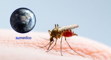 Mosquitos: amenaza de salud mundial a causa del cambio climático