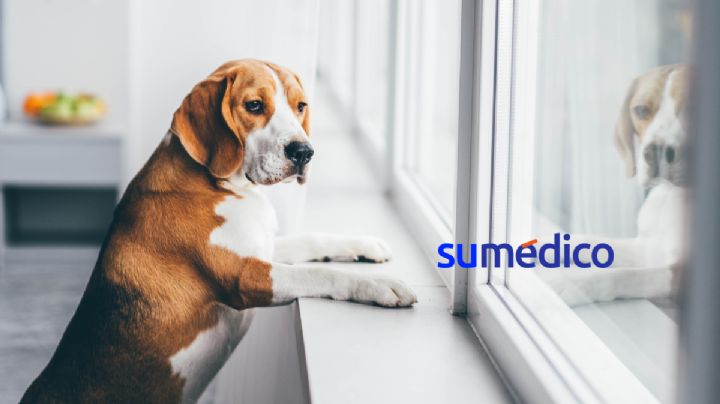 Conoce este truco casero para eliminar el olor a perro en tu hogar