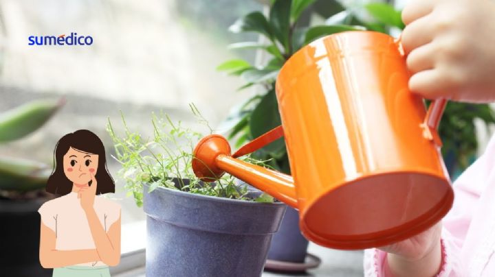 ¿Cuál es la mejor hora para regar tus plantas y que no se arruinen?