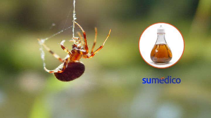 Usa este ingrediente para ahuyentar arañas de tu hogar fácilmente