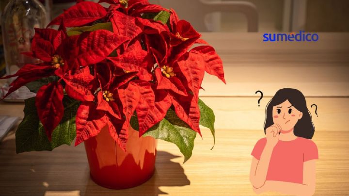 ¿Qué ponerle a la nochebuena para que dé muchas flores? Truco casero