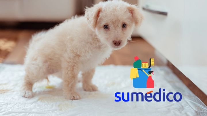 Limpia la orina de tu perro con este producto que tienes en casa