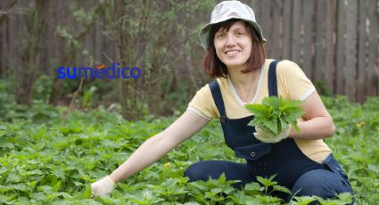 Beneficios de la ortiga, planta conocida como “de la eterna juventud” para tu salud