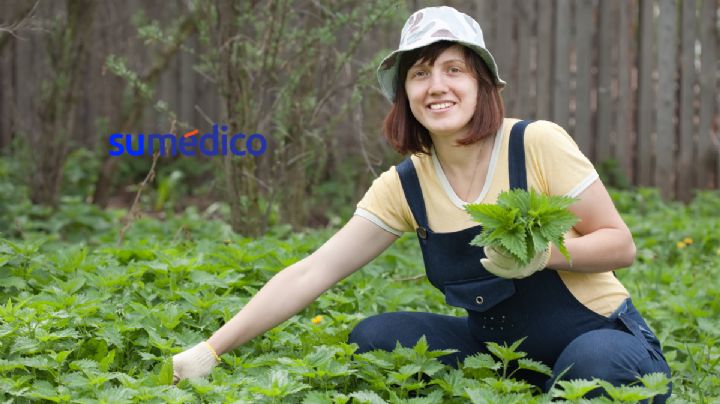 Beneficios de la ortiga, planta conocida como “de la eterna juventud” para tu salud
