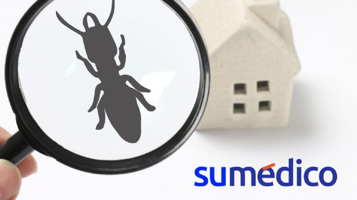 ¿Qué plagas hay en invierno? Estos son los 5 invasores que podrías tener en tu casa