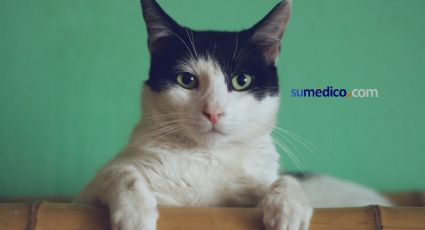 ¿Convivir con gatos en la niñez aumenta el riesgo de desarrollar esquizofrenia? esto dice la ciencia