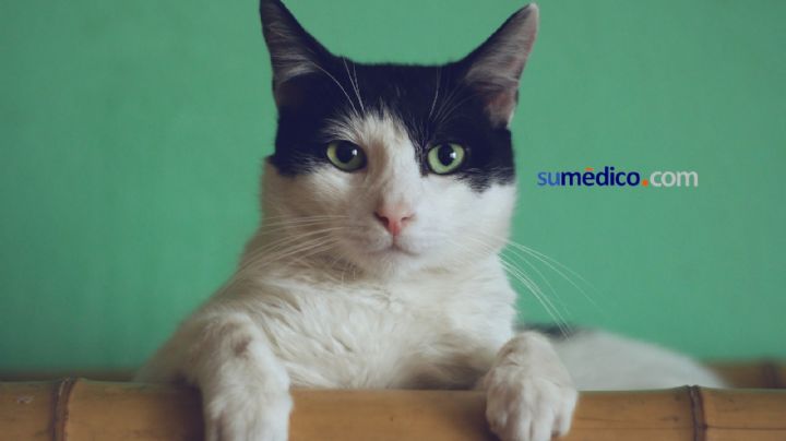 ¿Convivir con gatos en la niñez aumenta el riesgo de desarrollar esquizofrenia? esto dice la ciencia