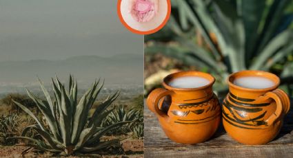 ¿Bebida de los dioses? Te decimos qué tan nutritivo es el pulque