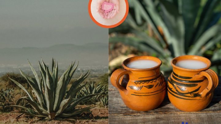 ¿Bebida de los dioses? Te decimos qué tan nutritivo es el pulque